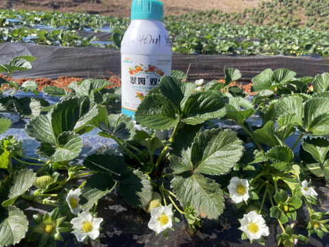 水溶肥廠家,草莓種植,翠姆水溶肥 水溶肥廠家,草莓種植,翠姆水溶肥