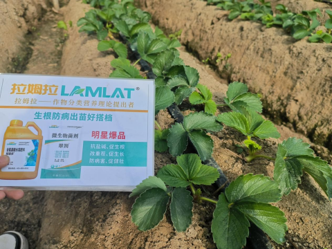 水溶肥廠家,草莓種植,翠姆水溶肥 水溶肥廠家,草莓種植,翠姆水溶肥