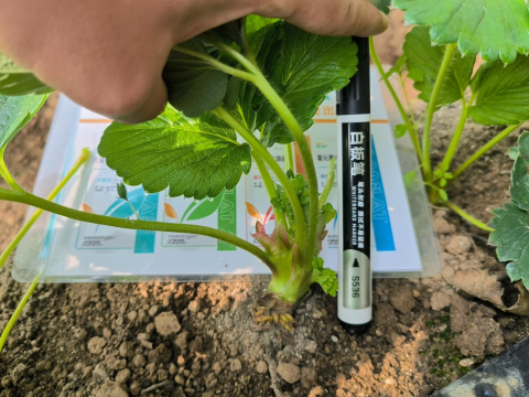 水溶肥品牌,草莓種植,翠姆水溶肥 水溶肥品牌,草莓種植,翠姆水溶肥