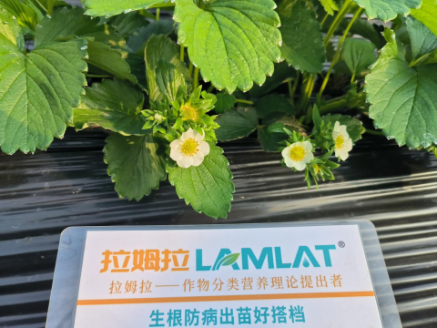 水溶肥品牌,草莓種植,翠姆水溶肥 水溶肥品牌,草莓種植,翠姆水溶肥