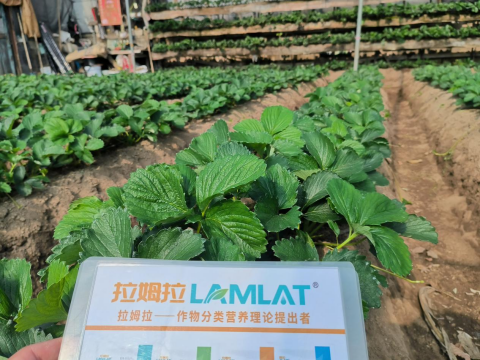 水溶肥品牌,草莓種植,翠姆水溶肥 水溶肥品牌,草莓種植,翠姆水溶肥