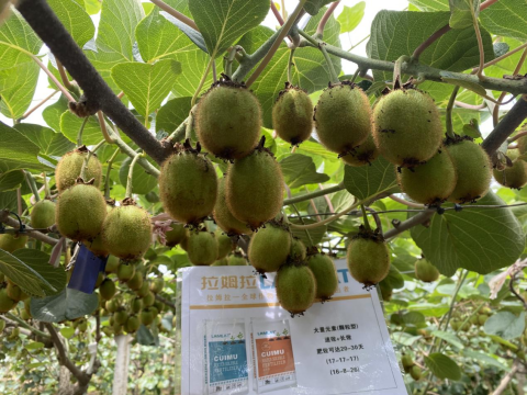 進(jìn)口水溶肥,獼猴桃種植,拉姆拉水溶肥 進(jìn)口水溶肥,獼猴桃種植,拉姆拉水溶肥