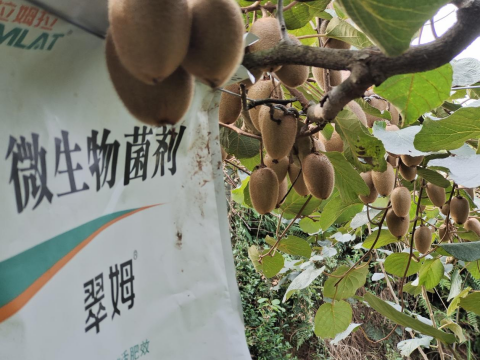 進(jìn)口水溶肥,獼猴桃種植,拉姆拉水溶肥 進(jìn)口水溶肥,獼猴桃種植,拉姆拉水溶肥