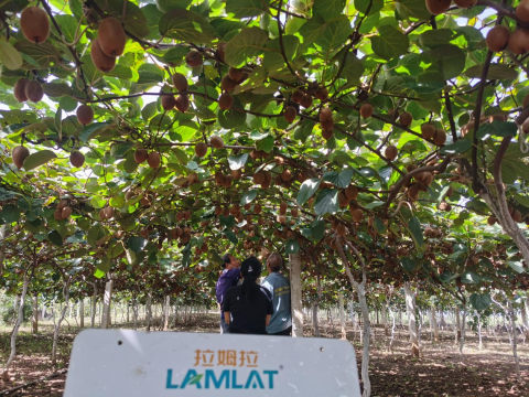 進(jìn)口水溶肥,獼猴桃種植,拉姆拉水溶肥 進(jìn)口水溶肥,獼猴桃種植,拉姆拉水溶肥