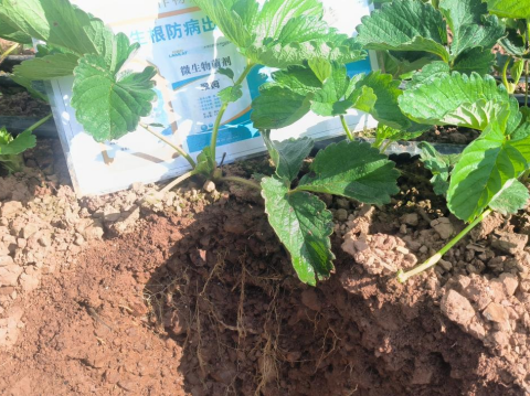 水溶肥品牌,草莓種植,翠姆水溶肥 水溶肥品牌,草莓種植,翠姆水溶肥