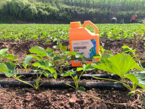 水溶肥品牌,草莓種植,翠姆水溶肥 水溶肥品牌,草莓種植,翠姆水溶肥