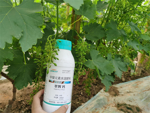 葉面肥品牌,拉姆拉特種肥,翠姆水溶肥 葉面肥品牌,拉姆拉特種肥,翠姆水溶肥