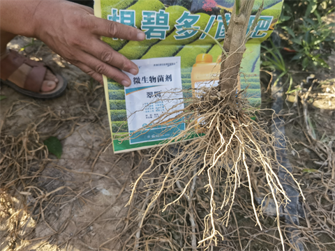 進(jìn)口水溶肥,辣椒種植,拉姆拉水溶肥 進(jìn)口水溶肥,辣椒種植,拉姆拉水溶肥