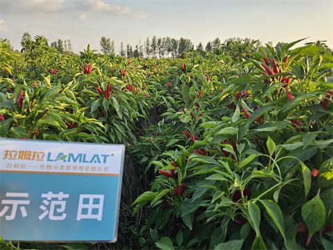 進(jìn)口水溶肥,辣椒種植,拉姆拉水溶肥 進(jìn)口水溶肥,辣椒種植,拉姆拉水溶肥