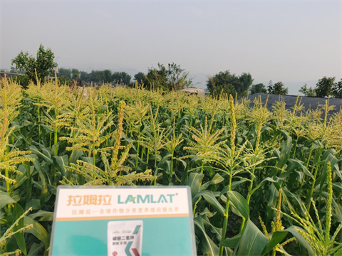 進口水溶肥,甜脆玉米種植,拉姆拉水溶肥 進口水溶肥,甜脆玉米種植,拉姆拉水溶肥