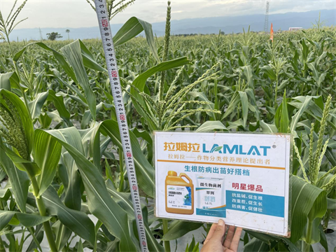 進口水溶肥,甜脆玉米種植,拉姆拉水溶肥 進口水溶肥,甜脆玉米種植,拉姆拉水溶肥