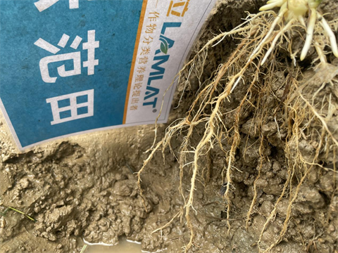 進口水溶肥,甜脆玉米種植,拉姆拉水溶肥 進口水溶肥,甜脆玉米種植,拉姆拉水溶肥