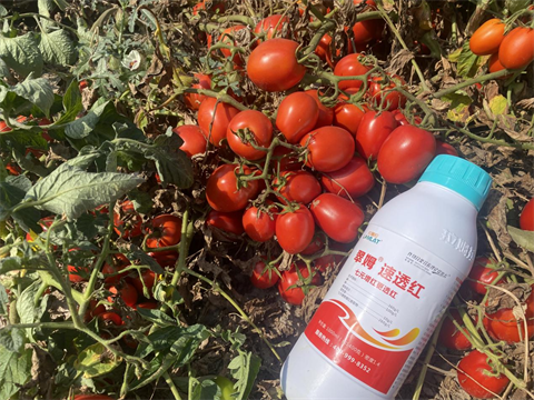 進(jìn)口水溶肥,番茄轉(zhuǎn)色,拉姆拉水溶肥 進(jìn)口水溶肥,番茄轉(zhuǎn)色,拉姆拉水溶肥