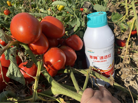 進(jìn)口水溶肥,番茄轉(zhuǎn)色,拉姆拉水溶肥 進(jìn)口水溶肥,番茄轉(zhuǎn)色,拉姆拉水溶肥