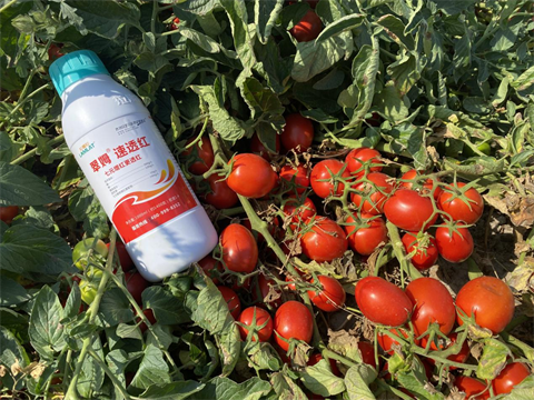 進(jìn)口水溶肥,番茄轉(zhuǎn)色,拉姆拉水溶肥 進(jìn)口水溶肥,番茄轉(zhuǎn)色,拉姆拉水溶肥