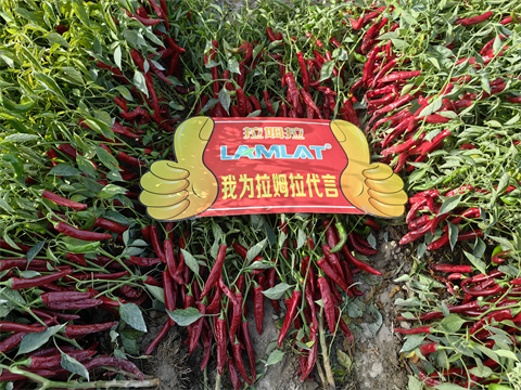 水溶肥廠家,色素辣椒種植,拉姆拉水溶肥 水溶肥廠家,色素辣椒種植,拉姆拉水溶肥