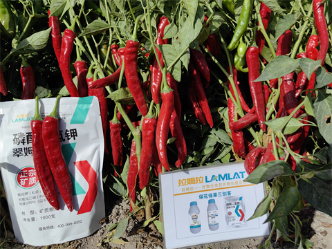 水溶肥廠家,色素辣椒種植,拉姆拉水溶肥 水溶肥廠家,色素辣椒種植,拉姆拉水溶肥