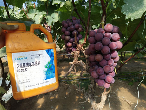 水溶肥廠家.葡萄種植,翠姆水溶肥 水溶肥廠家.葡萄種植,翠姆水溶肥