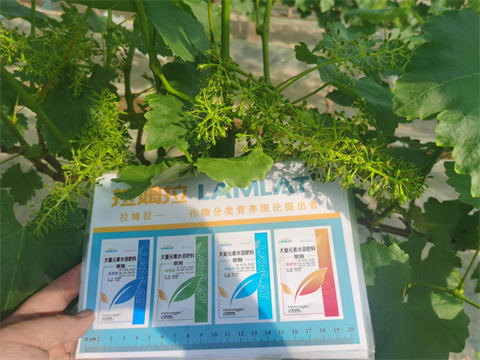 水溶肥廠家.葡萄種植,翠姆水溶肥 水溶肥廠家.葡萄種植,翠姆水溶肥