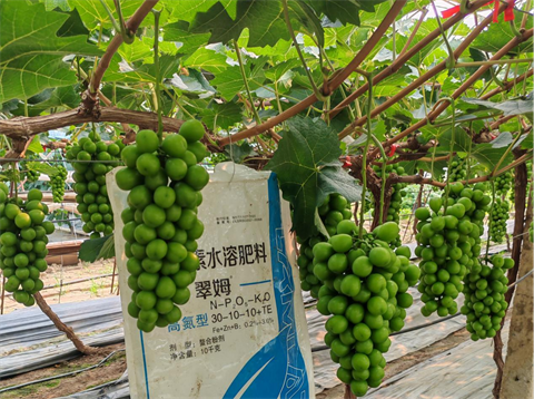 水溶肥廠家.葡萄種植,翠姆水溶肥 水溶肥廠家.葡萄種植,翠姆水溶肥