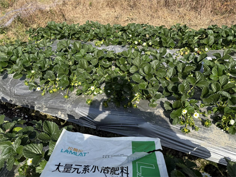 進(jìn)口水溶肥,草莓施肥,翠姆水溶肥 進(jìn)口水溶肥,草莓施肥,翠姆水溶肥