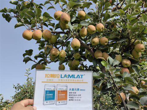 進(jìn)口水溶肥,香梨種植,翠姆水溶肥 進(jìn)口水溶肥,香梨種植,翠姆水溶肥