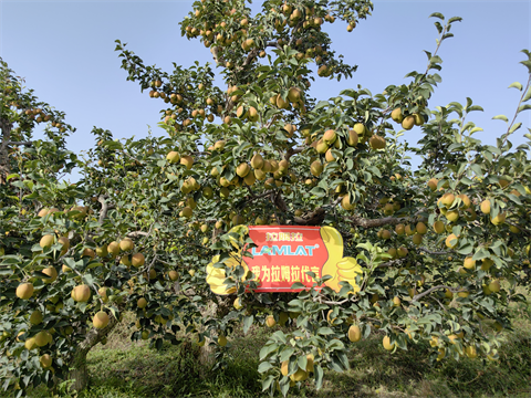 進(jìn)口水溶肥,香梨種植,翠姆水溶肥 進(jìn)口水溶肥,香梨種植,翠姆水溶肥