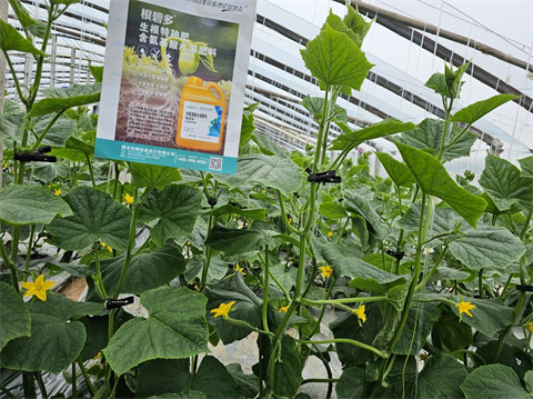 水溶肥廠家,黃瓜種植,拉姆拉水溶肥 水溶肥廠家,黃瓜種植,拉姆拉水溶肥