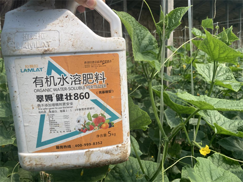 水溶肥廠家,黃瓜種植,拉姆拉水溶肥 水溶肥廠家,黃瓜種植,拉姆拉水溶肥