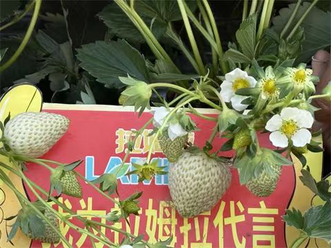 進(jìn)口水溶肥,草莓施肥,翠姆水溶肥 進(jìn)口水溶肥,草莓施肥,翠姆水溶肥