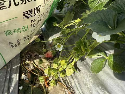 進(jìn)口水溶肥,草莓施肥,翠姆水溶肥 進(jìn)口水溶肥,草莓施肥,翠姆水溶肥