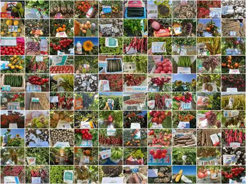 水溶肥廠家,拉姆拉特種肥,翠姆水溶肥 水溶肥廠家,拉姆拉特種肥,翠姆水溶肥