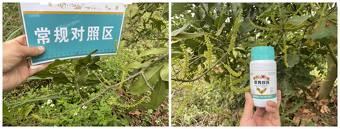 進(jìn)口水溶肥,堅(jiān)果種植,翠姆水溶肥 進(jìn)口水溶肥,堅(jiān)果種植,翠姆水溶肥