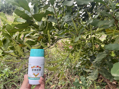 進(jìn)口水溶肥,堅(jiān)果種植,翠姆水溶肥 進(jìn)口水溶肥,堅(jiān)果種植,翠姆水溶肥