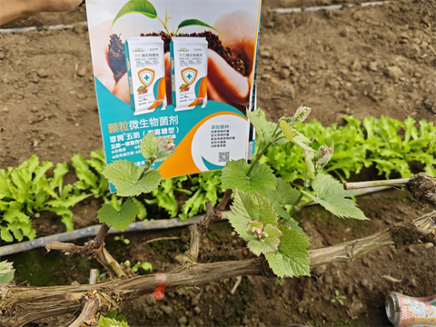 進口水溶肥,葡萄施肥,翠姆水溶肥 進口水溶肥,葡萄施肥,翠姆水溶肥