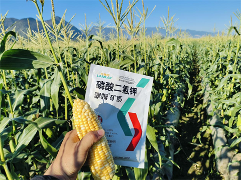 進(jìn)口水溶肥,甜脆玉米種植,翠姆水溶肥 進(jìn)口水溶肥,甜脆玉米種植,翠姆水溶肥