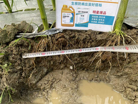 進(jìn)口水溶肥,甜脆玉米種植,翠姆水溶肥 進(jìn)口水溶肥,甜脆玉米種植,翠姆水溶肥