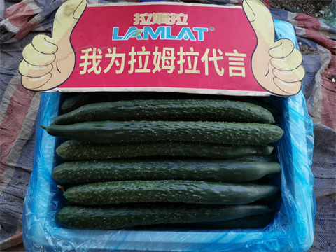 進(jìn)口水溶肥,黃瓜種植,拉姆拉滴灌級特種肥 進(jìn)口水溶肥,黃瓜種植,拉姆拉滴灌級特種肥