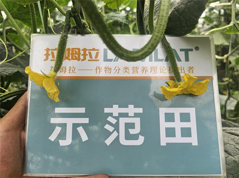 進(jìn)口水溶肥,黃瓜種植,拉姆拉滴灌級特種肥 進(jìn)口水溶肥,黃瓜種植,拉姆拉滴灌級特種肥