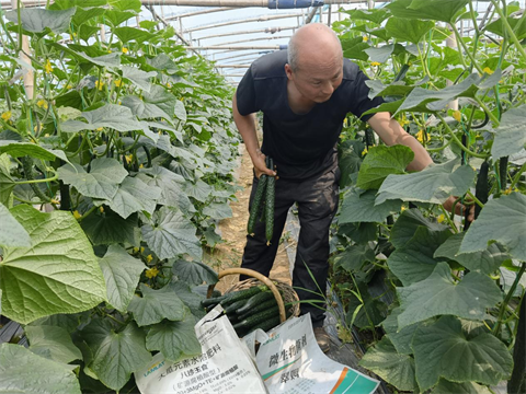 進(jìn)口水溶肥,黃瓜種植,拉姆拉滴灌級特種肥 進(jìn)口水溶肥,黃瓜種植,拉姆拉滴灌級特種肥