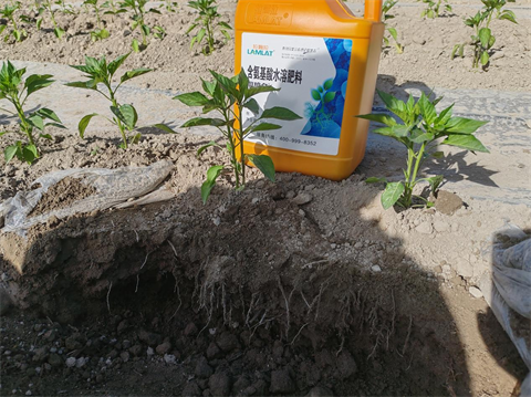 進(jìn)口水溶肥,辣椒種植,翠姆根碧多 進(jìn)口水溶肥,辣椒種植,翠姆根碧多