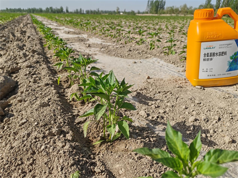 進(jìn)口水溶肥,辣椒種植,翠姆根碧多 進(jìn)口水溶肥,辣椒種植,翠姆根碧多
