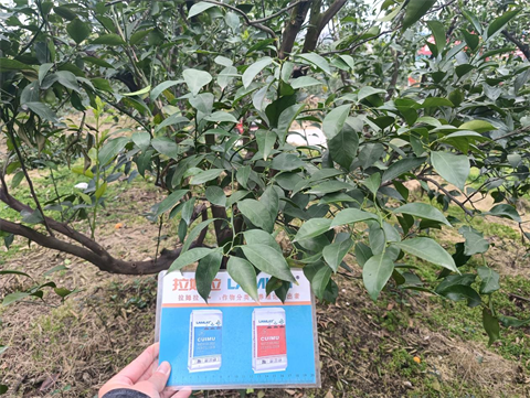 進(jìn)口水溶肥,柑橘種植,拉姆拉滴灌級特種肥 進(jìn)口水溶肥,柑橘種植,拉姆拉滴灌級特種肥