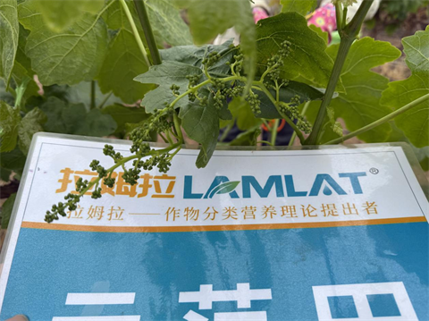 水溶肥廠家,葡萄種植,拉姆拉滴灌級(jí)特種肥 水溶肥廠家,葡萄種植,拉姆拉滴灌級(jí)特種肥