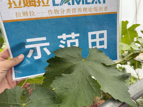 水溶肥廠家,葡萄種植,拉姆拉滴灌級(jí)特種肥 水溶肥廠家,葡萄種植,拉姆拉滴灌級(jí)特種肥