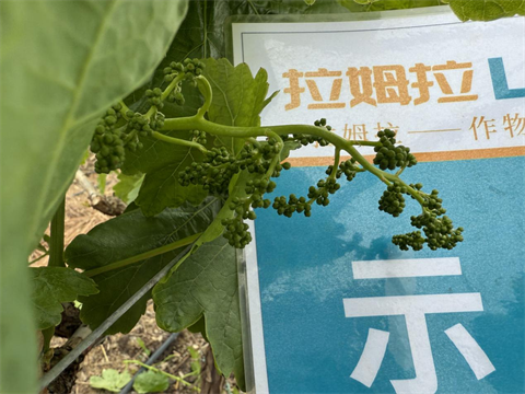 水溶肥廠家,葡萄種植,拉姆拉滴灌級(jí)特種肥 水溶肥廠家,葡萄種植,拉姆拉滴灌級(jí)特種肥