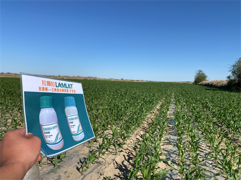 水溶肥廠家,倒春寒,拉姆拉安碧解 水溶肥廠家,倒春寒,拉姆拉安碧解