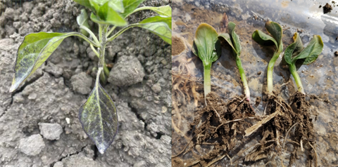 水溶肥廠家,倒春寒,拉姆拉安碧解 水溶肥廠家,倒春寒,拉姆拉安碧解