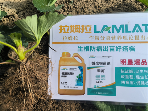 進(jìn)口水溶肥,草莓種植,翠姆水溶肥