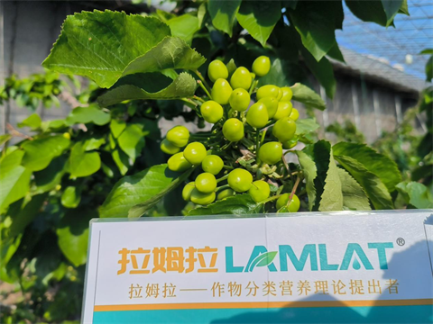 進(jìn)口水溶肥,櫻桃施肥,拉姆拉水溶肥 進(jìn)口水溶肥,櫻桃施肥,拉姆拉水溶肥